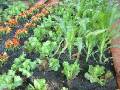 Mixed Vegies_5